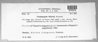 Uredinopsis filicina image
